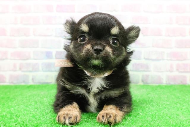 新潟県のチワワ(ロング) (Coo&RIKU上越店/2025年11月29日生まれ/女の子/ブラックタンホワイト)の子犬の1枚目の画像