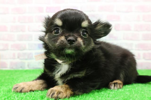 新潟県のチワワ(ロング) (Coo&RIKU上越店/2025年11月29日生まれ/女の子/ブラックタンホワイト)の子犬の2枚目の画像