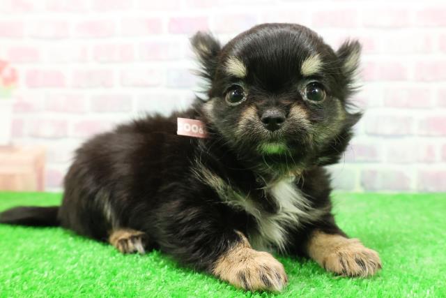 新潟県のチワワ(ロング) (Coo&RIKU上越店/2025年11月29日生まれ/女の子/ブラックタンホワイト)の子犬の3枚目の画像