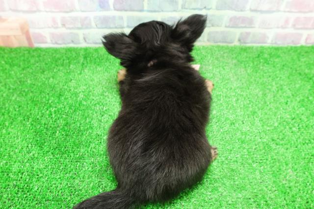 新潟県のチワワ(ロング) (Coo&RIKU上越店/2025年11月29日生まれ/女の子/ブラックタンホワイト)の子犬の4枚目の画像