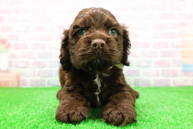 北海道のアメリカンコッカースパニエル (Coo&RIKU函館店/2025年12月2日生まれ/女の子/チョコレートホワイト)の子犬の1枚目の画像