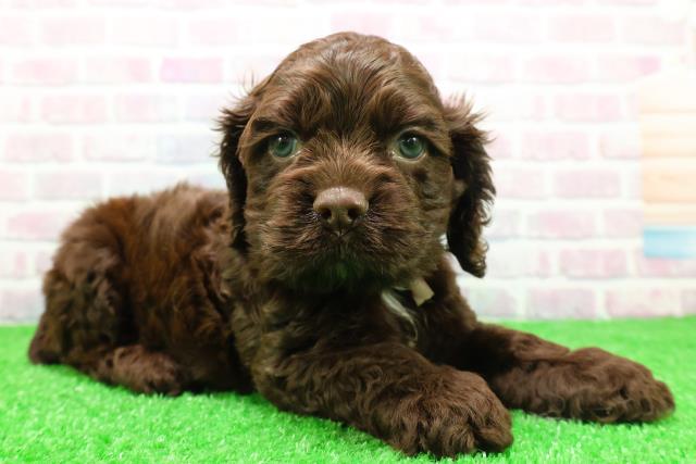 北海道のアメリカンコッカースパニエル (Coo&RIKU函館店/2025年12月2日生まれ/女の子/チョコレートホワイト)の子犬の3枚目の画像