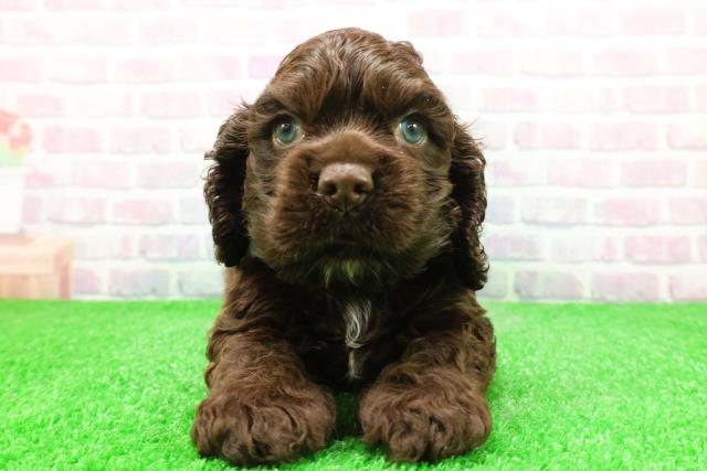 北海道のアメリカンコッカースパニエル (Coo&RIKU旭川店/2025年12月2日生まれ/男の子/チョコレートホワイト)の子犬の1枚目の画像