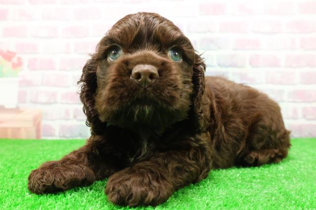 北海道のアメリカンコッカースパニエル (Coo&RIKU旭川店/2025年12月2日生まれ/男の子/チョコレートホワイト)の子犬の2枚目の画像