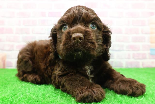 北海道のアメリカンコッカースパニエル (Coo&RIKU旭川店/2025年12月2日生まれ/男の子/チョコレートホワイト)の子犬の3枚目の画像