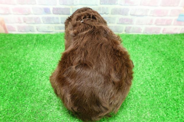 北海道のアメリカンコッカースパニエル (Coo&RIKU旭川店/2025年12月2日生まれ/男の子/チョコレートホワイト)の子犬の4枚目の画像