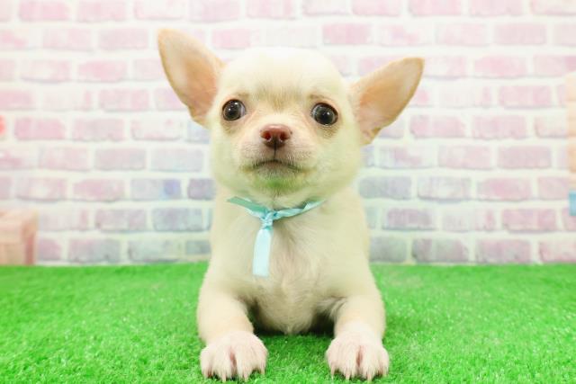 新潟県のチワワ(スムース) (Coo&RIKU上越店/2025年11月29日生まれ/男の子/クリーム)の子犬の1枚目の画像