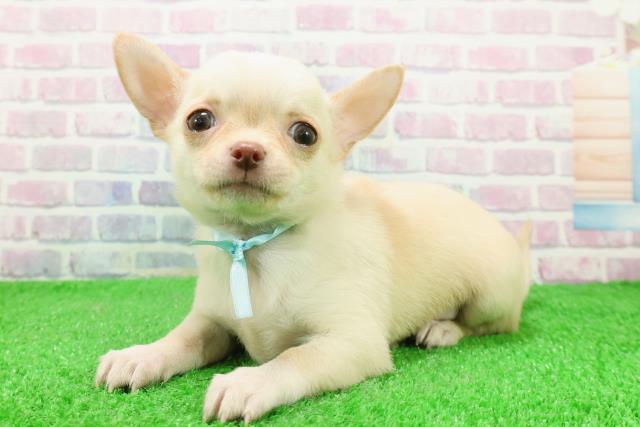 新潟県のチワワ(スムース) (Coo&RIKU上越店/2025年11月29日生まれ/男の子/クリーム)の子犬の2枚目の画像