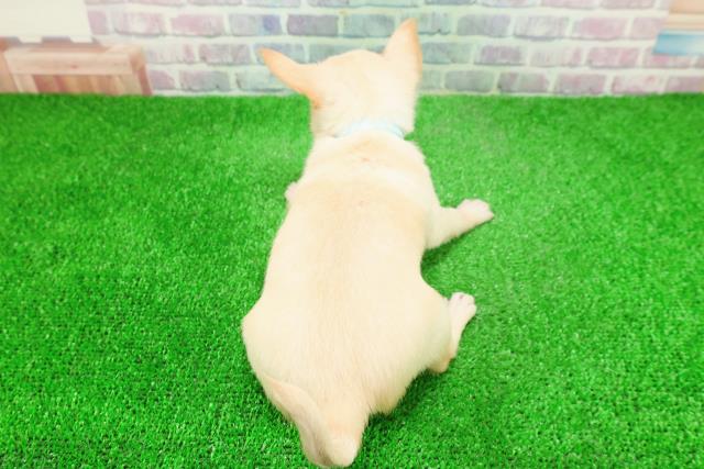 新潟県のチワワ(スムース) (Coo&RIKU上越店/2025年11月29日生まれ/男の子/クリーム)の子犬の4枚目の画像