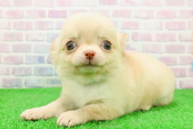 福島県のチワワ(ロング) (Coo&RIKUいわき店/2025年11月30日生まれ/男の子/クリーム)の子犬の2枚目の画像