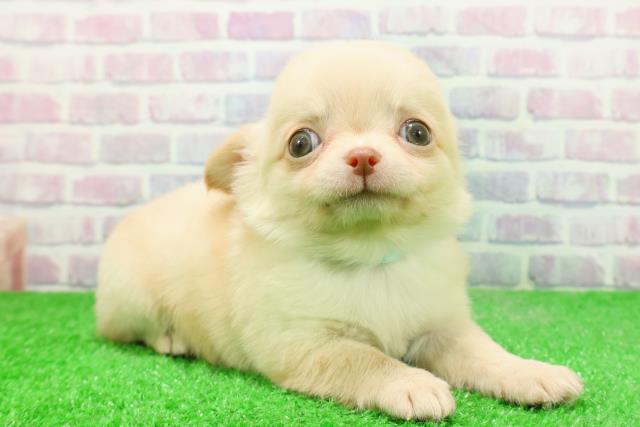 福島県のチワワ(ロング) (Coo&RIKUいわき店/2025年11月30日生まれ/男の子/クリーム)の子犬の3枚目の画像