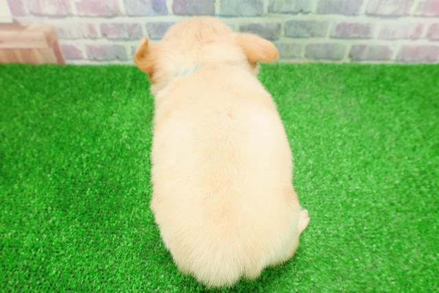 福島県のチワワ(ロング) (Coo&RIKUいわき店/2025年11月30日生まれ/男の子/クリーム)の子犬の4枚目の画像