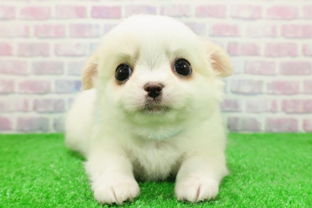 福井県のチワワ(ロング) (Coo&RIKU福井店/2025年11月30日生まれ/男の子/ホワイトクリーム)の子犬の1枚目の画像