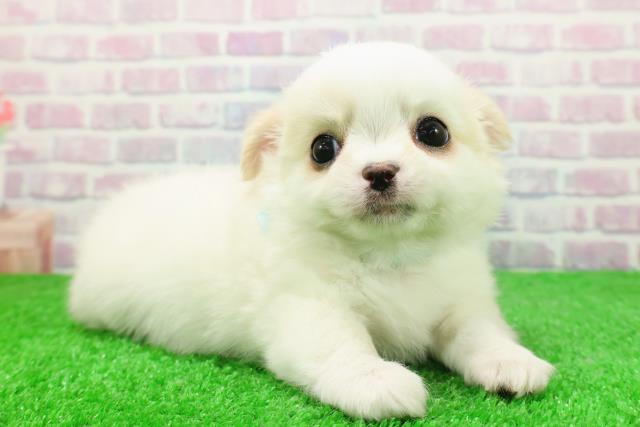 福井県のチワワ(ロング) (Coo&RIKU福井店/2025年11月30日生まれ/男の子/ホワイトクリーム)の子犬の3枚目の画像