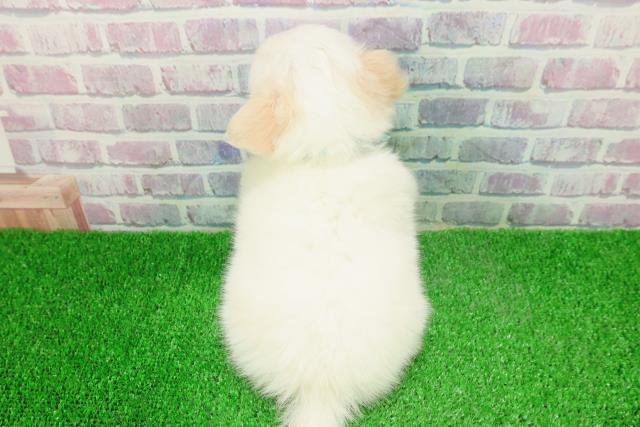 福井県のチワワ(ロング) (Coo&RIKU福井店/2025年11月30日生まれ/男の子/ホワイトクリーム)の子犬の4枚目の画像