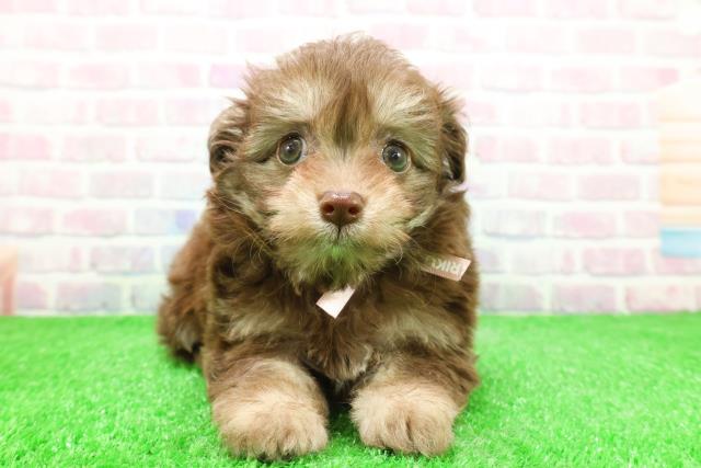 群馬県のチワプー/プーチー(チワワ×プードル) (Coo&RIKU前橋店/2025年12月1日生まれ/女の子/チョコレートタン)の子犬の1枚目の画像