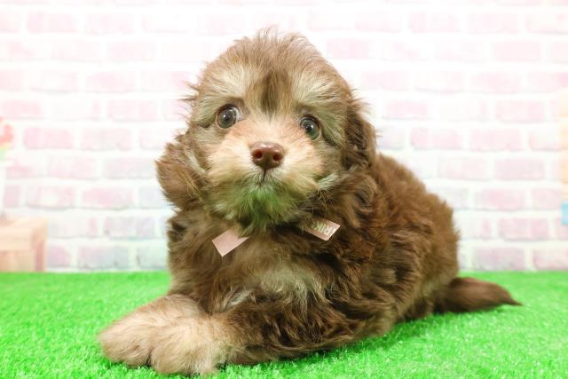 群馬県のチワプー/プーチー(チワワ×プードル) (Coo&RIKU前橋店/2025年12月1日生まれ/女の子/チョコレートタン)の子犬の2枚目の画像