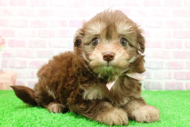 群馬県のチワプー/プーチー(チワワ×プードル) (Coo&RIKU前橋店/2025年12月1日生まれ/女の子/チョコレートタン)の子犬の3枚目の画像