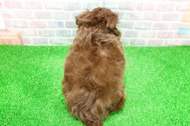 群馬県のチワプー/プーチー(チワワ×プードル) (Coo&RIKU前橋店/2025年12月1日生まれ/女の子/チョコレートタン)の子犬の4枚目の画像