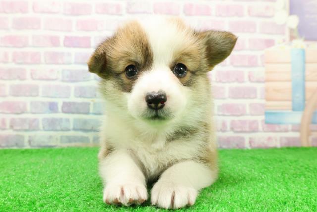 群馬県のウェルシュコーギーペンブローク (Coo&RIKU伊勢崎店/2025年11月29日生まれ/女の子/レッドホワイト)の子犬の1枚目の画像