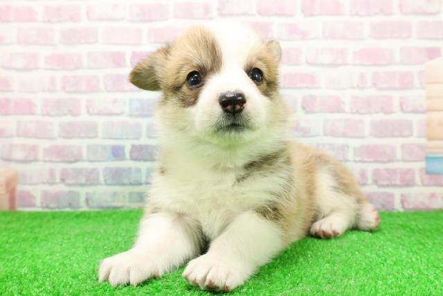 群馬県のウェルシュコーギーペンブローク (Coo&RIKU伊勢崎店/2025年11月29日生まれ/女の子/レッドホワイト)の子犬の2枚目の画像