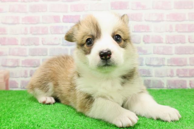 群馬県のウェルシュコーギーペンブローク (Coo&RIKU伊勢崎店/2025年11月29日生まれ/女の子/レッドホワイト)の子犬の3枚目の画像