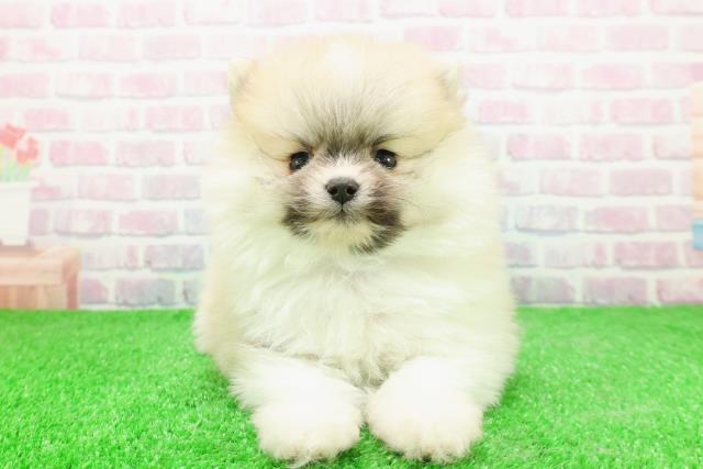 東京都のポメラニアン (Coo&RIKU赤坂店/2025年12月1日生まれ/男の子/パーティーカラー)の子犬の1枚目の画像