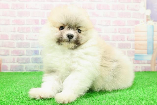 東京都のポメラニアン (Coo&RIKU赤坂店/2025年12月1日生まれ/男の子/パーティーカラー)の子犬の2枚目の画像