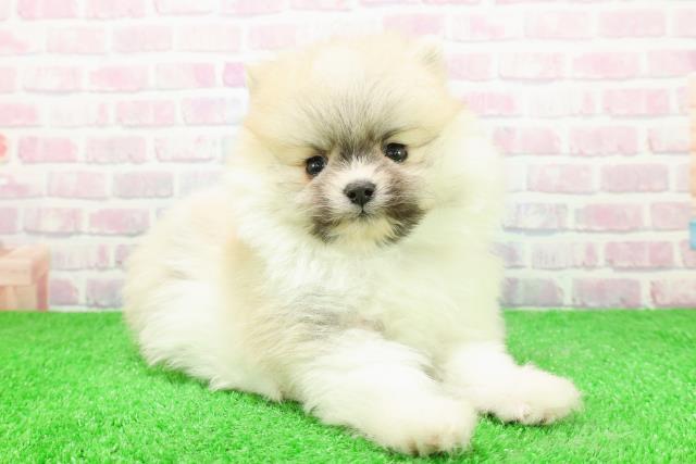 東京都のポメラニアン (Coo&RIKU赤坂店/2025年12月1日生まれ/男の子/パーティーカラー)の子犬の3枚目の画像