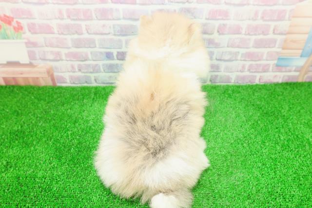 東京都のポメラニアン (Coo&RIKU赤坂店/2025年12月1日生まれ/男の子/パーティーカラー)の子犬の4枚目の画像