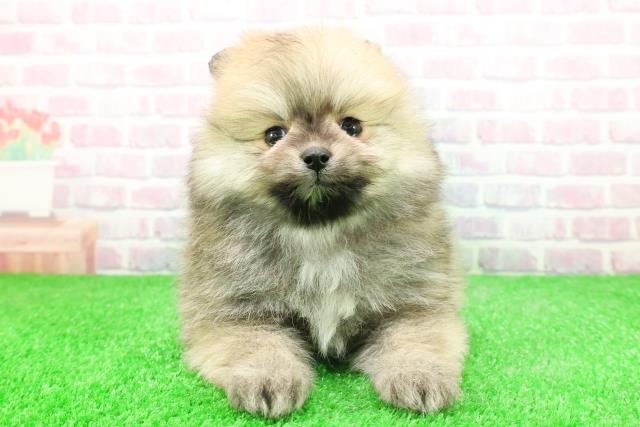 東京都のポメラニアン (Coo&RIKU中野サンモール店/2025年12月1日生まれ/女の子/オレンジ)の子犬