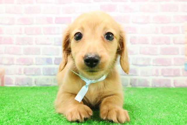 青森県のミニチュアダックスフンド(ロング) (Coo&RIKU八戸店/2025年12月1日生まれ/男の子/ゴールド)の子犬の1枚目の画像