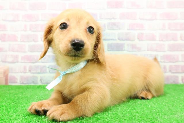 青森県のミニチュアダックスフンド(ロング) (Coo&RIKU八戸店/2025年12月1日生まれ/男の子/ゴールド)の子犬の2枚目の画像