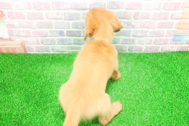 青森県のミニチュアダックスフンド(ロング) (Coo&RIKU八戸店/2025年12月1日生まれ/男の子/ゴールド)の子犬の4枚目の画像