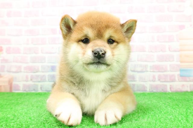 長野県の柴犬(標準サイズ) (Coo&RIKU綿半上田店/2025年12月2日生まれ/男の子/赤)の子犬の1枚目の画像