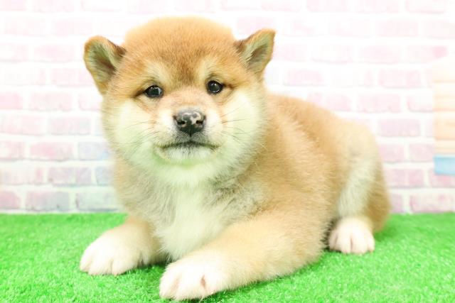 長野県の柴犬(標準サイズ) (Coo&RIKU綿半上田店/2025年12月2日生まれ/男の子/赤)の子犬の2枚目の画像