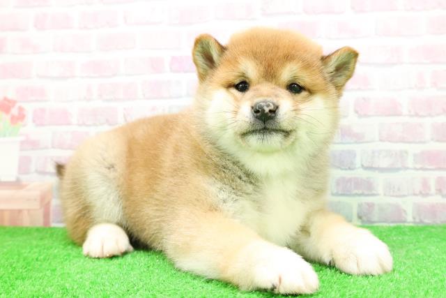 長野県の柴犬(標準サイズ) (Coo&RIKU綿半上田店/2025年12月2日生まれ/男の子/赤)の子犬の3枚目の画像