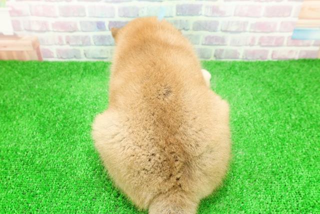 長野県の柴犬(標準サイズ) (Coo&RIKU綿半上田店/2025年12月2日生まれ/男の子/赤)の子犬の4枚目の画像