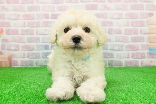 石川県のマルプー(マルチーズ×プードル) (Coo&RIKU金沢店/2025年11月25日生まれ/男の子/ホワイト)の子犬の1枚目の画像
