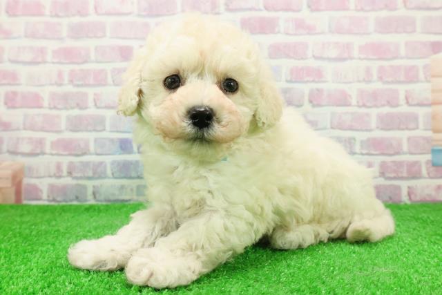 石川県のマルプー(マルチーズ×プードル) (Coo&RIKU金沢店/2025年11月25日生まれ/男の子/ホワイト)の子犬の2枚目の画像