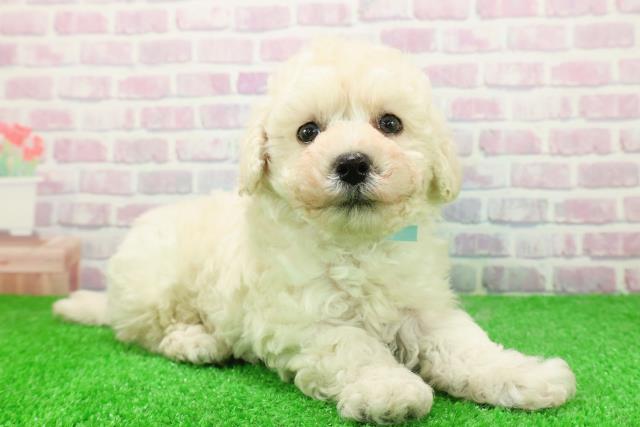 石川県のマルプー(マルチーズ×プードル) (Coo&RIKU金沢店/2025年11月25日生まれ/男の子/ホワイト)の子犬の3枚目の画像