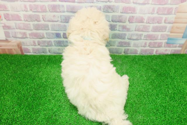 石川県のマルプー(マルチーズ×プードル) (Coo&RIKU金沢店/2025年11月25日生まれ/男の子/ホワイト)の子犬の4枚目の画像