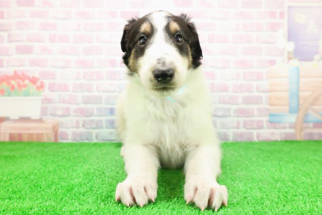 東京都のボルゾイ (Coo&RIKU足立本店/2025年11月26日生まれ/男の子/ホワイトブラックタン)の子犬