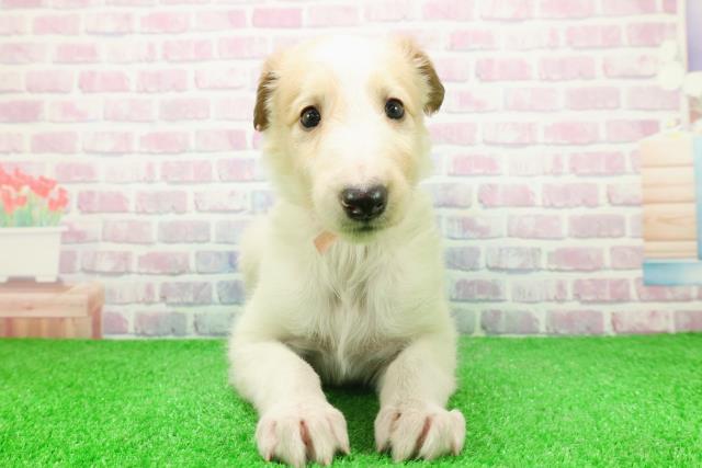 埼玉県のボルゾイ (Coo&RIKU川越店/2025年11月26日生まれ/女の子/ホワイト＆レモングレー)の子犬の1枚目の画像