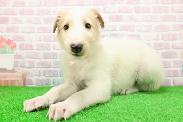 埼玉県のボルゾイ (Coo&RIKU川越店/2025年11月26日生まれ/女の子/ホワイト＆レモングレー)の子犬の2枚目の画像