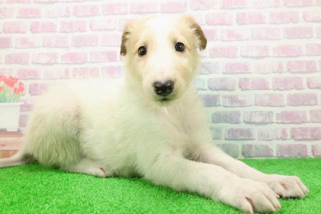 埼玉県のボルゾイ (Coo&RIKU川越店/2025年11月26日生まれ/女の子/ホワイト＆レモングレー)の子犬の3枚目の画像