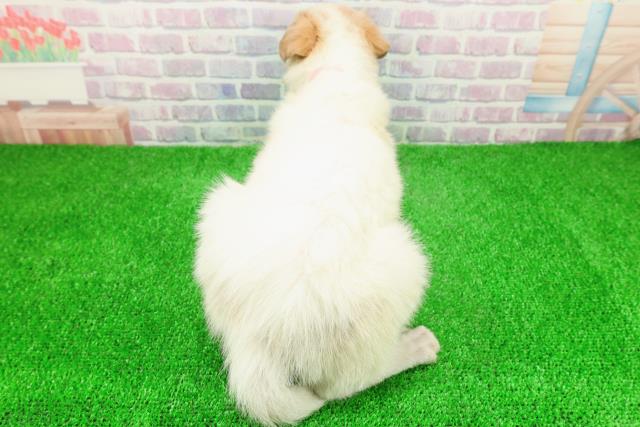 埼玉県のボルゾイ (Coo&RIKU川越店/2025年11月26日生まれ/女の子/ホワイト＆レモングレー)の子犬の4枚目の画像