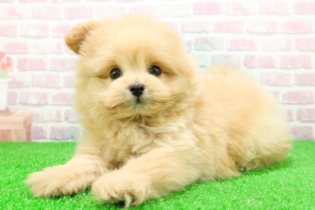 東京都のポメプー(ポメラニアン×プードル) (Coo&RIKU大久保店/2025年12月1日生まれ/男の子/アプリコット)の子犬の2枚目の画像