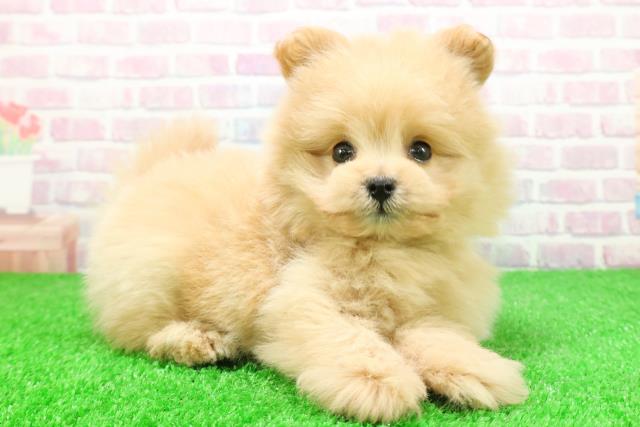 東京都のポメプー(ポメラニアン×プードル) (Coo&RIKU大久保店/2025年12月1日生まれ/男の子/アプリコット)の子犬の3枚目の画像