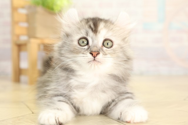 愛知県のキンカロー (Coo&RIKU半田店/2025年11月28日生まれ/女の子/シルバーパッチドタビーホワイト)の子猫の1枚目の画像